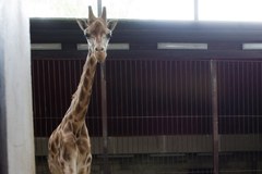 Druga żyrafa padła po ataku wandali na łódzkie zoo