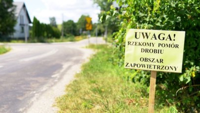 Drugie ognisko rzekomego pomoru drobiu na Podlasiu