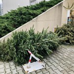Drugie życie choinki. Łodzianie mogą oddać drzewka w dobre ręce botaników
