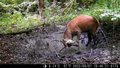 „Drwale i inne opowieści Bieszczadu”: Dzikie zwierzęta wyłapane przez fotopułapkę