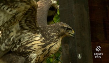 „Drwale i inne opowieści Bieszczadu”: Myszołowy to pożyteczne ptaki. Polują głównie na małe gryzonie