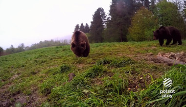 "Drwale i inne opowieści Bieszczadu": Niedźwiedź vs. żubr