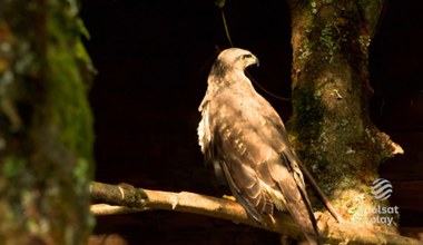 „Drwale i inne opowieści Bieszczadu”: Park Ochrony Bieszczadzkiej Fauny. Ratunek dla zwierząt