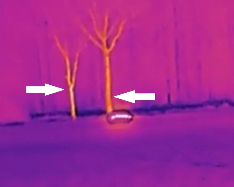 Drzewa obok UFO są oświetlone "ciepłem obiektu" (zaznaczone miejsca strzałkami) / zdjęcie: Fundacja Nautilus /domena publiczna