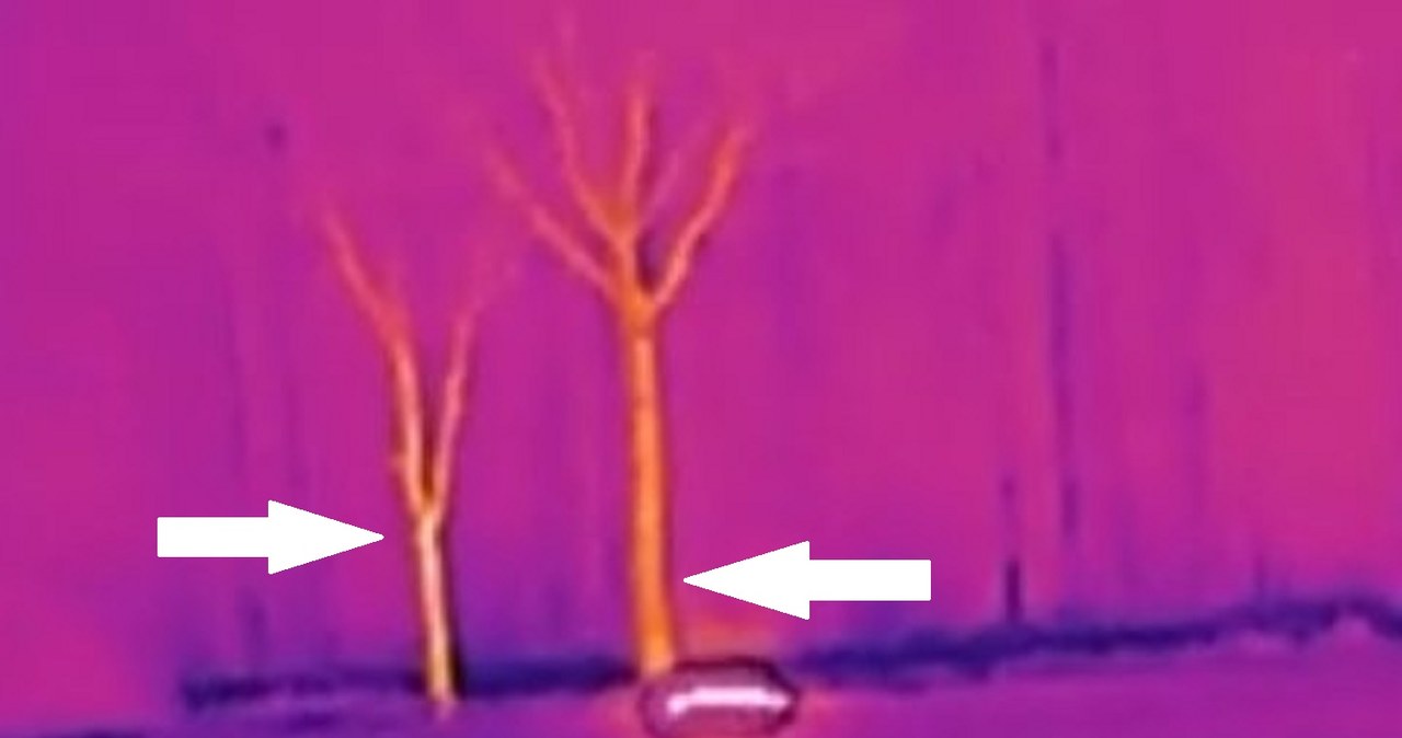 Drzewa obok UFO są oświetlone "ciepłem obiektu" (zaznaczone miejsca strzałkami) / zdjęcie: Fundacja Nautilus /domena publiczna
