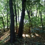 Drzewa padają, furtki się zamykają. Koniec spacerów po rezerwacie Skarpa Ursynowska