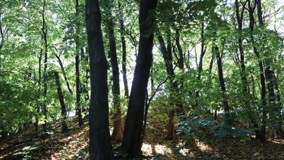 Drzewa padają, furtki się zamykają. Koniec spacerów po rezerwacie Skarpa Ursynowska