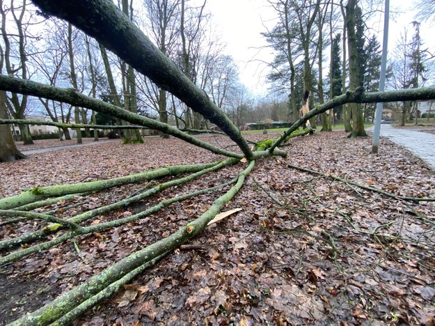 Drzewa połamane przez wiatr /Aneta Łuczkowska /RMF24