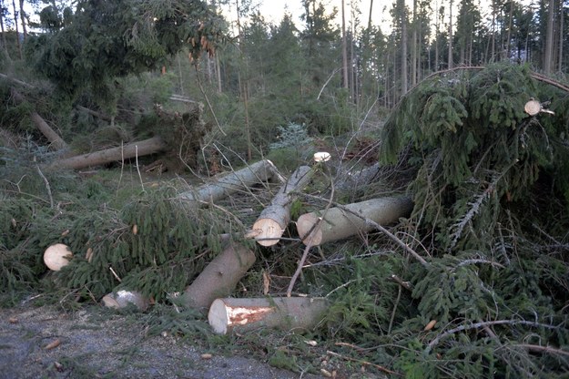 Drzewa powalone przez wiatr halny w Dolinie Kościeliskiej /Jacek Bednarczyk /PAP/EPA