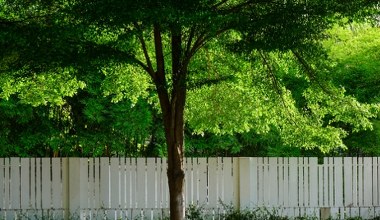 Drzewa sąsiada zacieniają twoją działkę? Sprawdź, co możesz zrobić