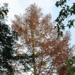 ​Drzewa umierają stojąc. Tutaj najlepiej widać skutki suszy w Polsce