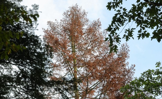 ​Drzewa umierają stojąc. Tutaj najlepiej widać skutki suszy w Polsce