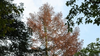 ​Drzewa umierają stojąc. Tutaj najlepiej widać skutki suszy w Polsce
