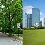 Drzewa w mieście chronią Twoje serce lepiej niż trawniki  