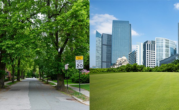 Drzewa w mieście chronią Twoje serce lepiej niż trawniki  