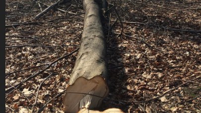 Drzewa w Sejmie, kurtuazyjne spotkanie Waszczykowski-Tajani 