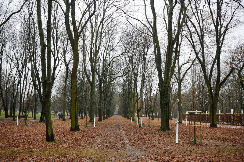 Drzewa zasadzone w parku Powstańców Warszawy na Woli /Muzeum Powstania Warszawskiego /
