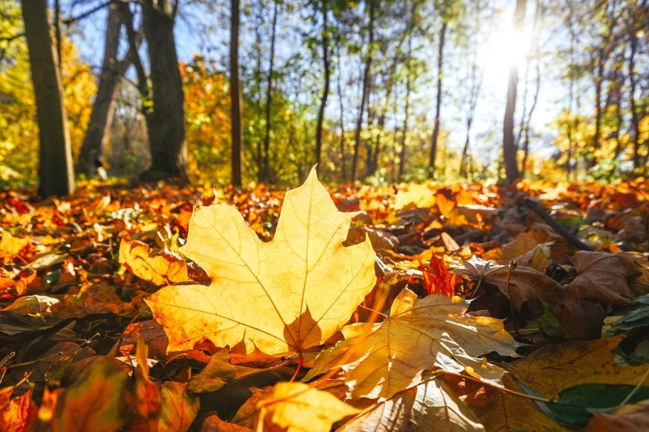 Drzewa zrzucają liście wcześniej. Eksperci: To nie jesień, lecz stres spowodowany suszą /Shutterstock