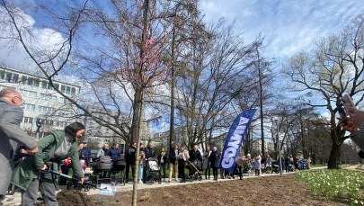 Drzewko życia posadzono w Parku Centralnym w Gdyni