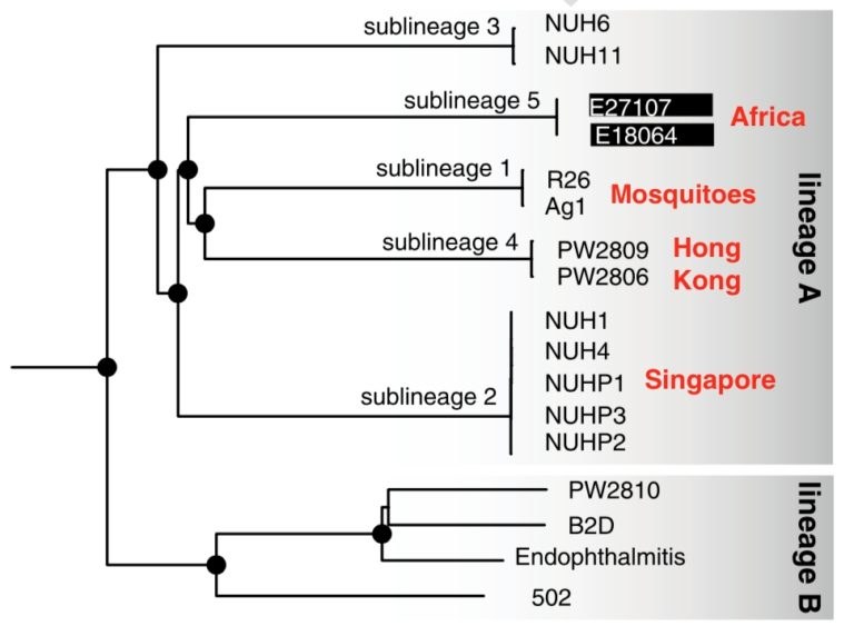 Drzewo filogenetyczne bakterii Elizabethkingia /materiały prasowe
