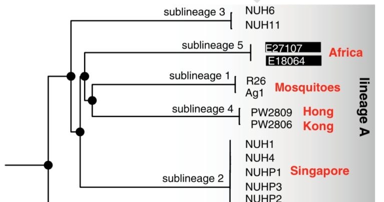Drzewo filogenetyczne bakterii Elizabethkingia /materiały prasowe
