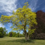 Drzewo, które przetrwa apokalipsę. Robinia akacjowa wkracza do Polski