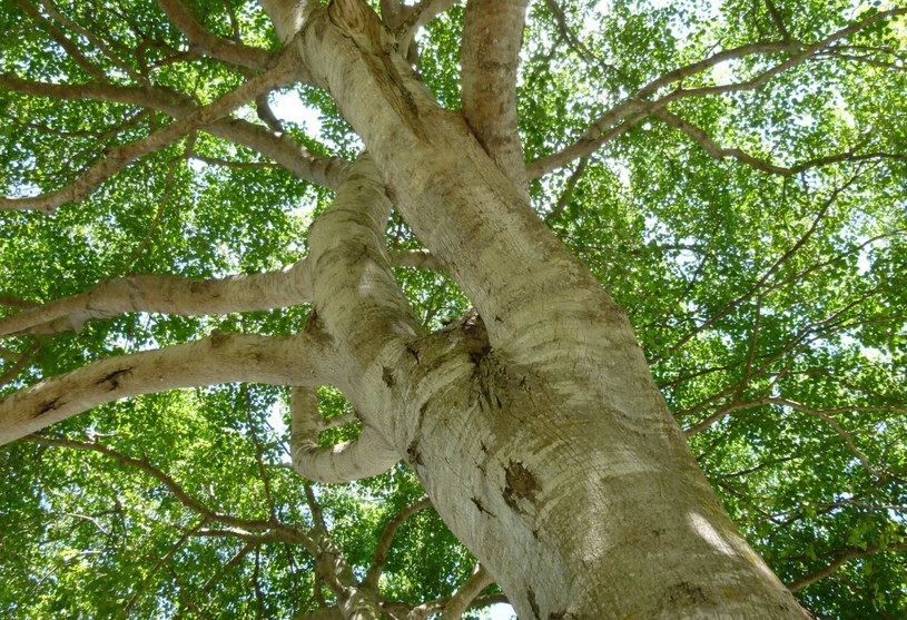 Drzewo manchineel /East News