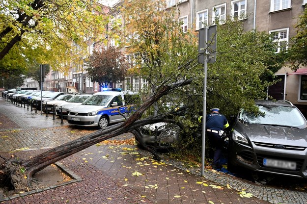 Drzewo na skutek silnego wiatru powaliło się na samochody / 	Adam Warżawa    /PAP