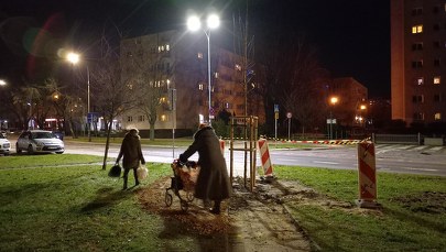 Drzewo na środku chodnika 