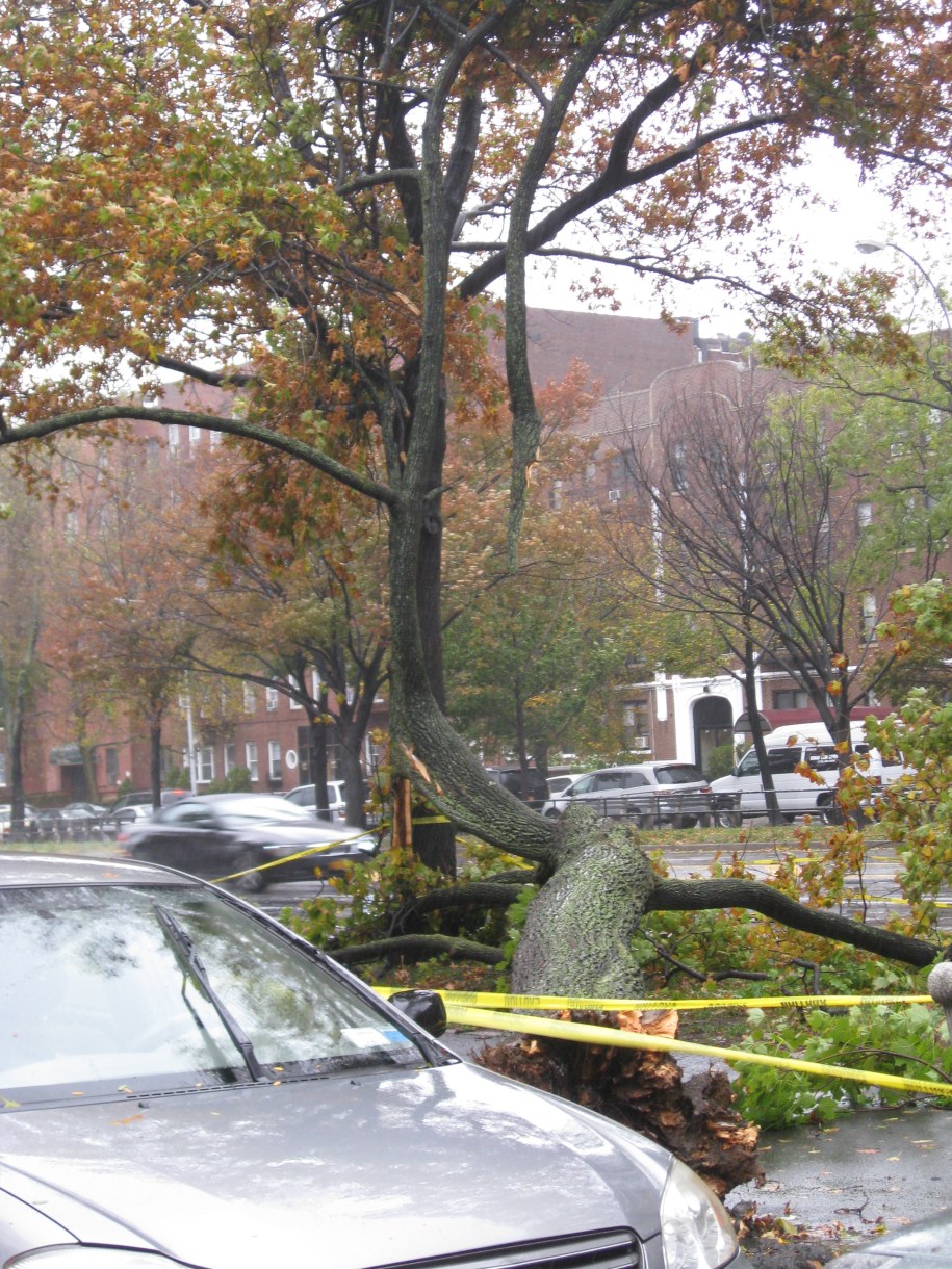 Drzewo powalone przez wiatr na Brooklynie /Marcin /Gorąca Linia RMF FM