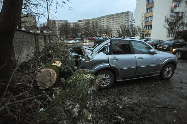 Drzewo powalone przez wiatr na samochód w Koszalinie /Marcin Bielecki /PAP