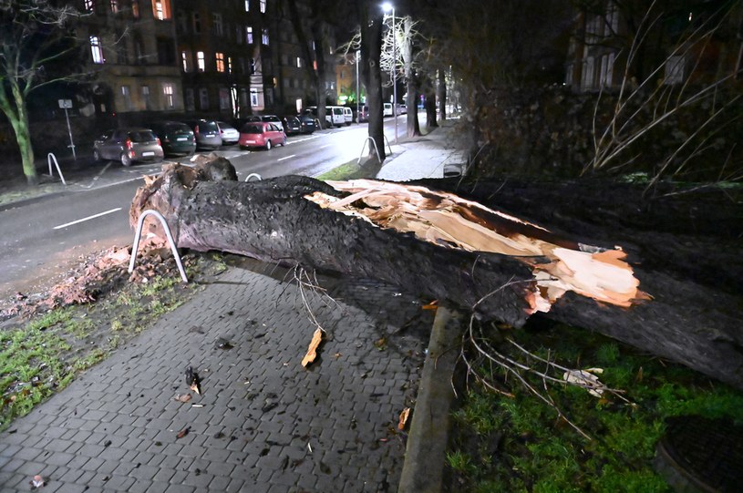 Drzewo powalone w wyniku wichury w Szczecinie /	Marcin Bielecki   /PAP