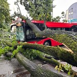 Drzewo przewróciło się na autobus miejski w Żywcu. Są ranni 