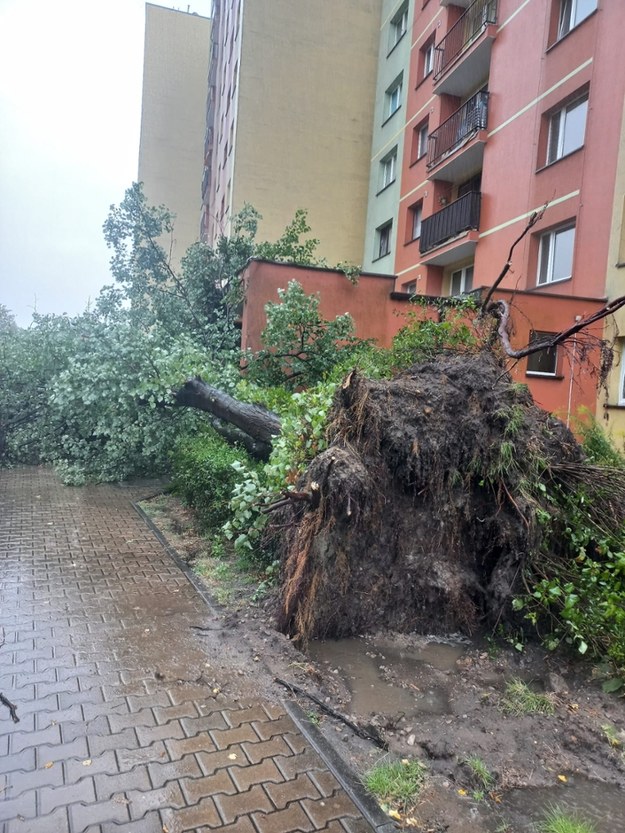 Drzewo przewrócone przez nawałnicę w Dąbrowie Górniczej. /PSP Dąbrowa Górnicza /