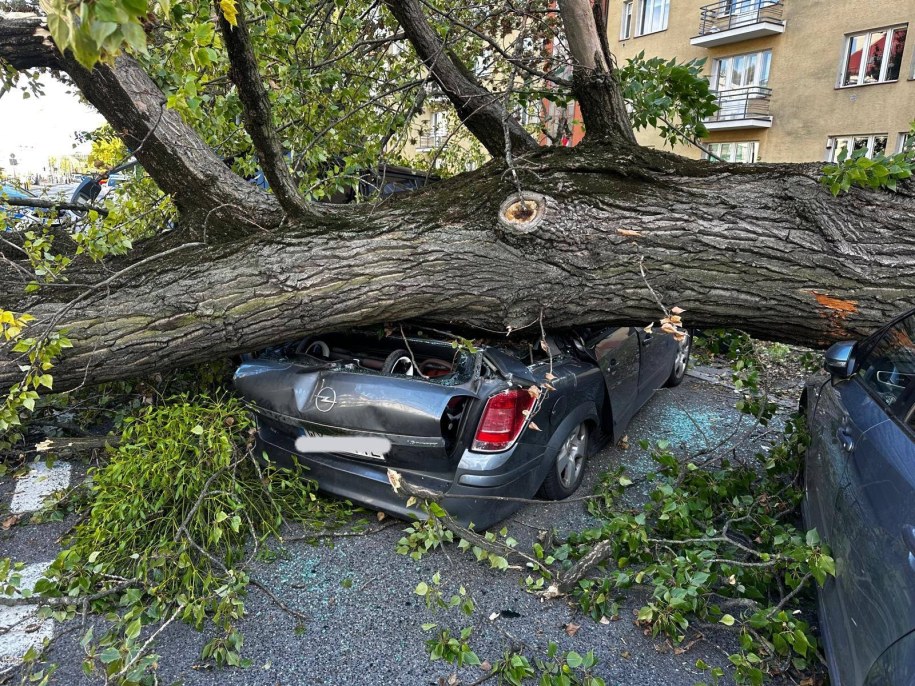 Drzewo przygniotło auta przy jednej z warszawskich ulic /Jednostka Ratowniczo-Gaśnicza Akademii Pożarniczej /