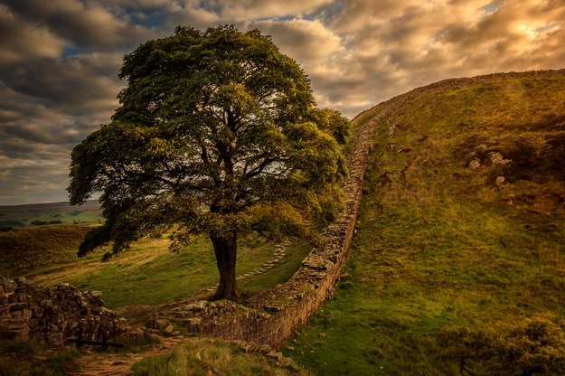 "Drzewo Robin Hooda" z Sycamore Gap przestało być ozdobą krajobrazu /Shutterstock
