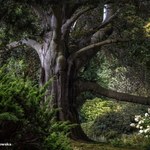 "Drzewo Roku 2023". Wśród kandydatów Buk z Arboretum w Wojsławicach