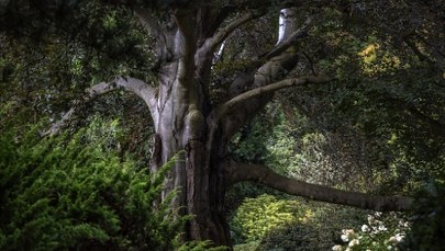 "Drzewo Roku 2023". Wśród kandydatów Buk z Arboretum w Wojsławicach
