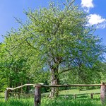 Drzewo Roku 2025. Ruszyło głosowanie na najpiękniejsze okazy z Polski