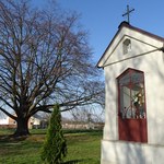 Drzewo Roku nie przetrwało ostatnich burz. Miało ok. 170 lat