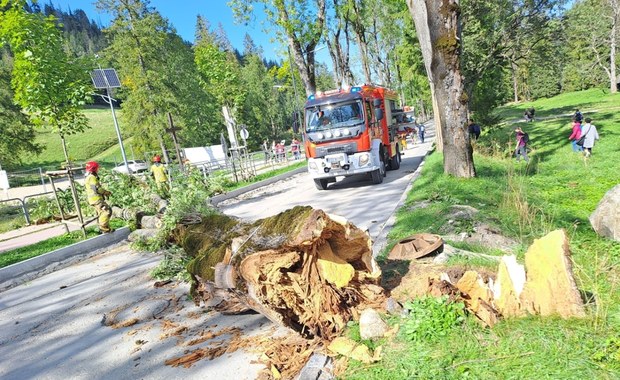 Drzewo runęło na chodnik i ścieżkę rowerową w Zakopanem