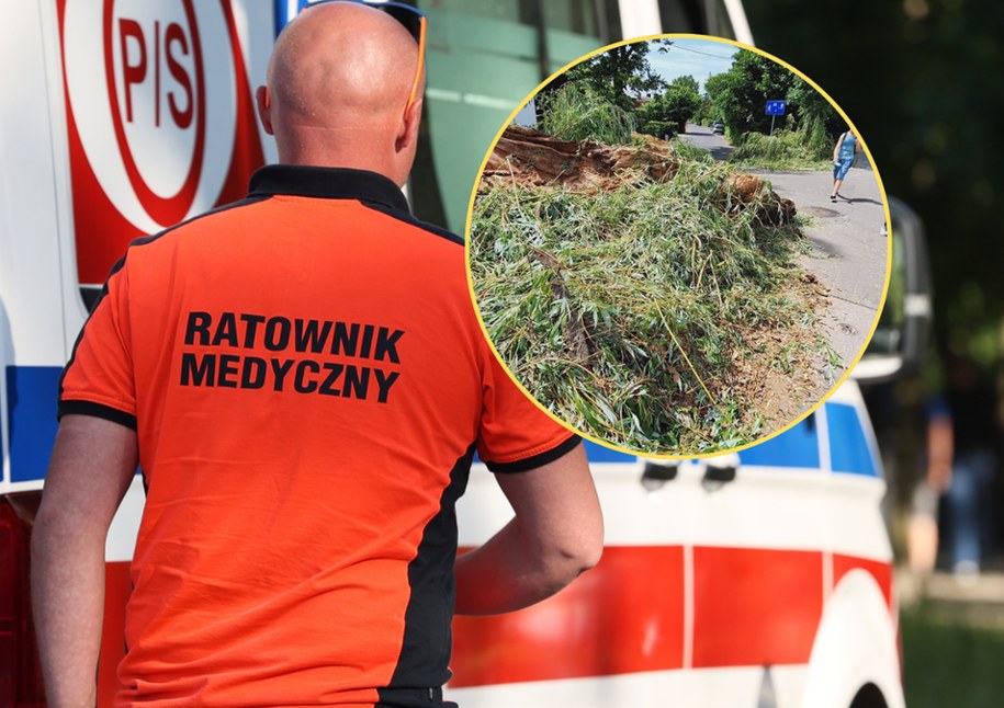 Drzewo runęło na dziecko we Wrocławiu, fot. Jarosław Jakubczak/Facebook /Shutterstock