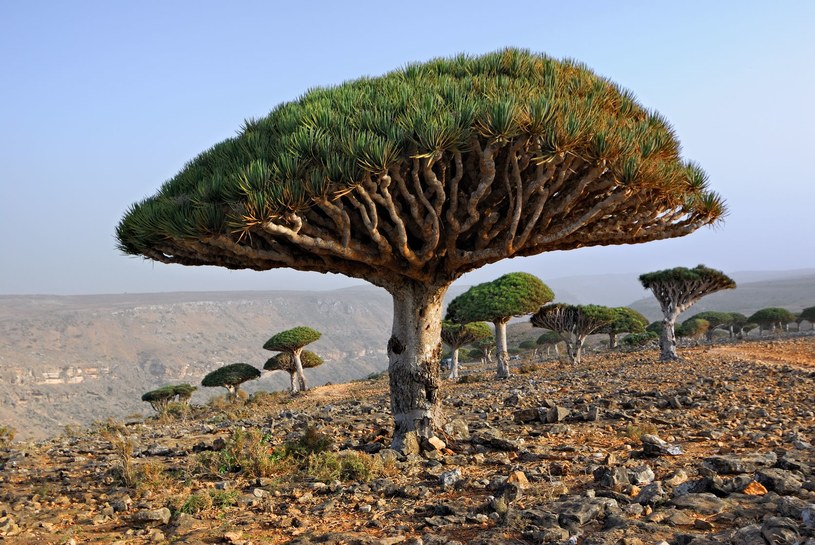 Drzewo smoczej krwi - to unikat na skalę światową. Rośnie tylko na Sokotrze /123RF/PICSEL