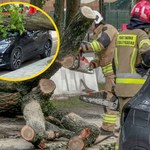 Drzewo spadło na samochód. Kierowca żyje, bo brał bilet z parkomatu