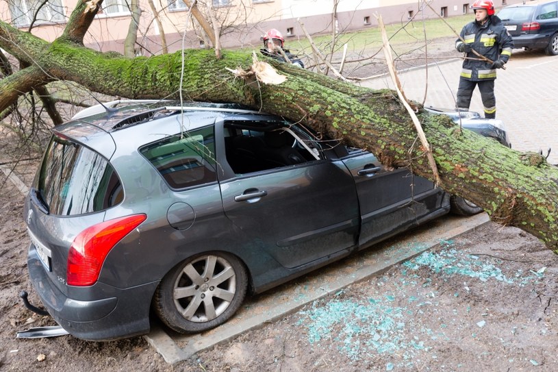 Drzewo spadło na samochód - kto jest winien i kto płaci odszkodowanie? / Anatol Chomicz  /Agencja FORUM