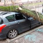 Drzewo spadło na samochód. Kto odpowiada i co z odszkodowaniem?