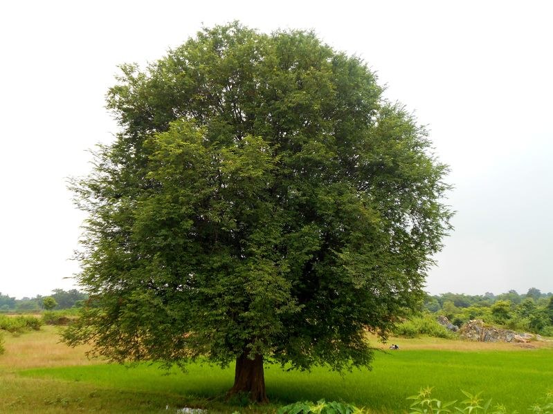 Drzewo tamaryndowca /&copy;123RF/PICSEL
