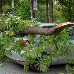 Drzewo uszkodziło mi auto. Co robić i jak dostać odszkodowanie?