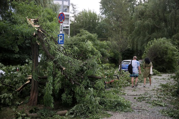 Drzewo złamane przez nawałnicę /Łukasz Gagulski /PAP