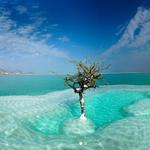Drzewo Życia: Tajemnica jedynej formy życia na Morzu Martwym
